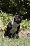 STAFFIE 422